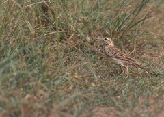 Anthus rufulus