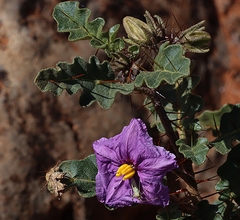 Solanum petrophilum