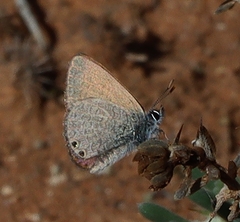 Nacaduba biocellata