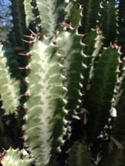 Euphorbia trigona