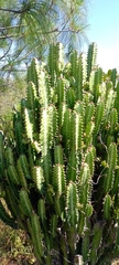 Euphorbia trigona
