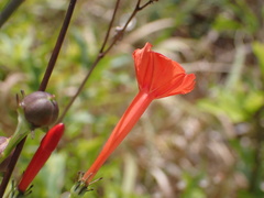 Ipomoea hederifolia