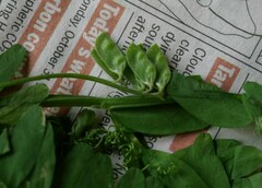 Vicia hirsuta