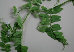Vicia hirsuta