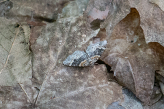 Xanthorhoe ferrugata