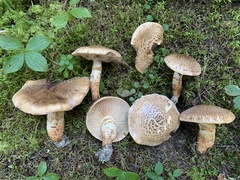 Tricholoma badicephalum