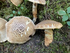 Tricholoma badicephalum