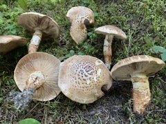 Tricholoma badicephalum
