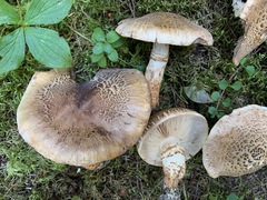 Tricholoma badicephalum