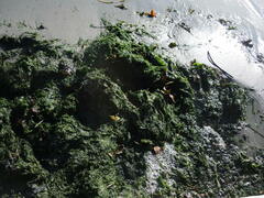 Ulvaceae