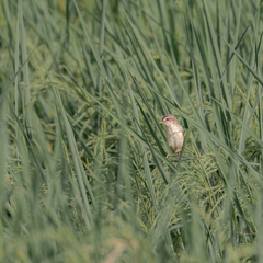 Prinia inornata