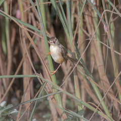 Prinia inornata