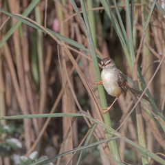 Prinia inornata