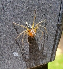Oxyopes gracilipes