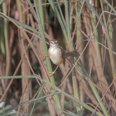 Prinia inornata