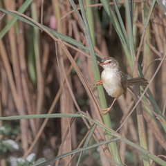 Prinia inornata