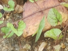 Atractomorpha lata