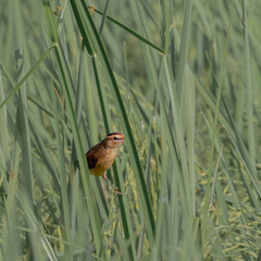 Acrocephalus bistrigiceps