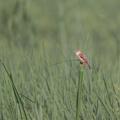 Prinia inornata