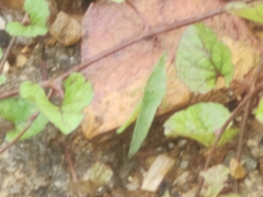 Atractomorpha lata