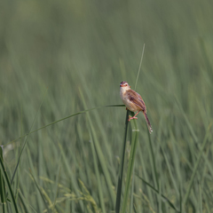 Prinia inornata