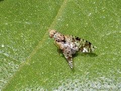 Austrotephritis poenia