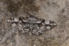 Peribatodes umbraria