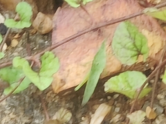 Atractomorpha lata