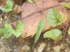 Atractomorpha lata