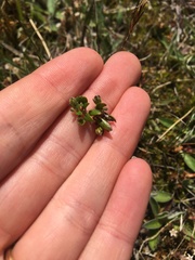 Coprosma atropurpurea