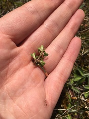 Coprosma atropurpurea
