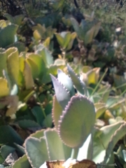 Kalanchoe laetivirens
