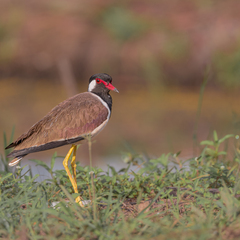 Vanellus indicus atronuchalis