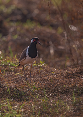 Vanellus indicus atronuchalis