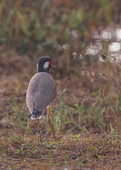 Vanellus indicus atronuchalis