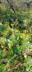 Kalanchoe laetivirens