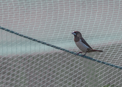 Lonchura striata