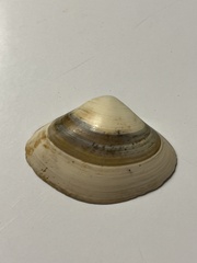 Spisula solidissima