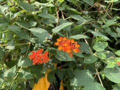 Lantana × strigocamara