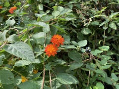 Lantana × strigocamara