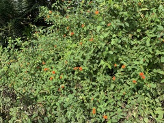 Lantana × strigocamara