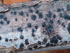 Biscogniauxia marginata