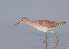 Tringa glareola