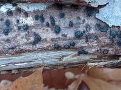 Biscogniauxia marginata