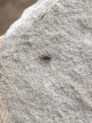 Endeodes collaris
