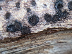 Biscogniauxia marginata