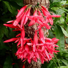 Ixora margaretae