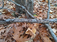 Biscogniauxia marginata