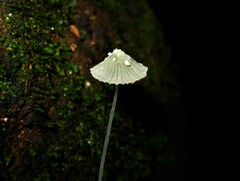 Mycena chloroxantha