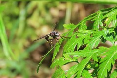 Daptolestes limbipennis